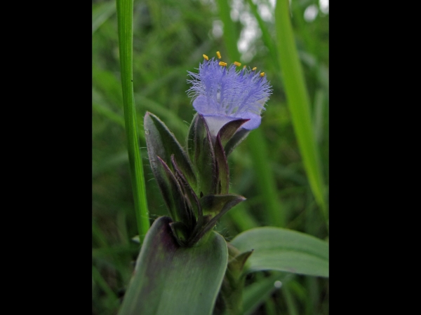 Cyanotis vaga
Wandering Dew-Grass (Eng)
Trefwoorden: Plant;Commelinaceae;Bloem;blauw