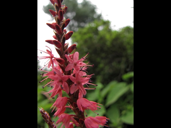 Persicaria amplexicaulis
Red Mountain Fleece Flower (Eng) Amli, Kutrya (Hin) Chyaau Phool, Raktaryaaulo (Nep) Adderwortel (Ned)
Trefwoorden: Plant;Polygonaceae;Bloem;rood