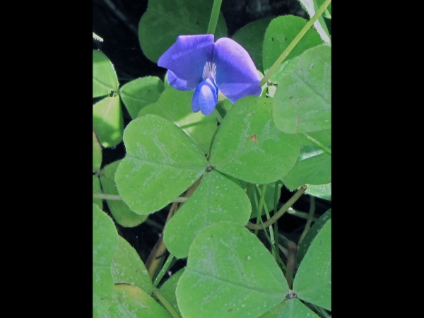 Parochetus communis
Blue Oxalis, Shamrock Pea (Eng) चेम्गीफुल Chemgeephul (Nep)
Trefwoorden: Plant;Fabaceae;Bloem;blauw