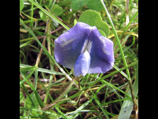 Parochetus communis
Blue Oxalis, Shamrock Pea (Eng) चेम्गीफुल Chemgeephul (Nep)
Trefwoorden: Plant;Fabaceae;Bloem;blauw