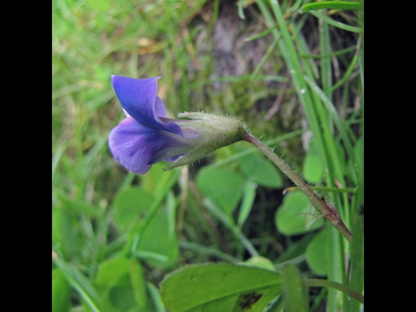 Parochetus communis
Blue Oxalis, Shamrock Pea (Eng) चेम्गीफुल Chemgeephul (Nep)
Trefwoorden: Plant;Fabaceae;Bloem;blauw