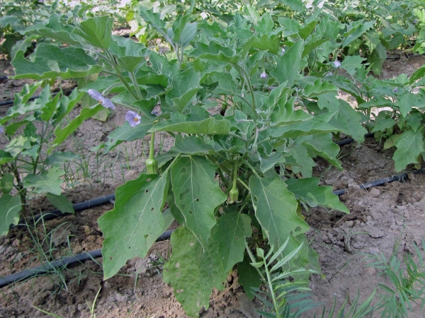 Solanum melongena
Egg plant, Aubergine (Eng) बैंगन Baingan (Hin) Aubergine (Ned)
Trefwoorden: Plant;Solanaceae;Bloem;purper;cultuurgewas