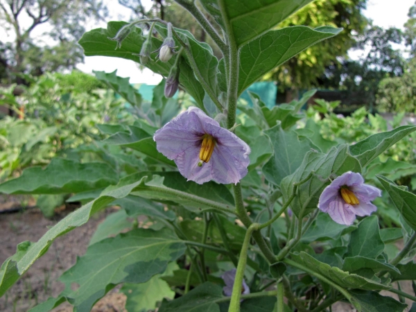 Solanum melongena
Egg plant, Aubergine (Eng) बैंगन Baingan (Hin) Aubergine (Ned)
Trefwoorden: Plant;Solanaceae;Bloem;purper;cultuurgewas