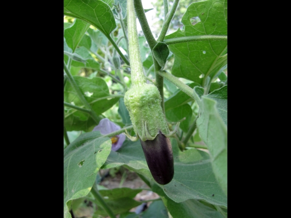 Solanum melongena
Egg plant, Aubergine (Eng) बैंगन Baingan (Hin) Aubergine (Ned)
Trefwoorden: Plant;Solanaceae;vrucht;cultuurgewas