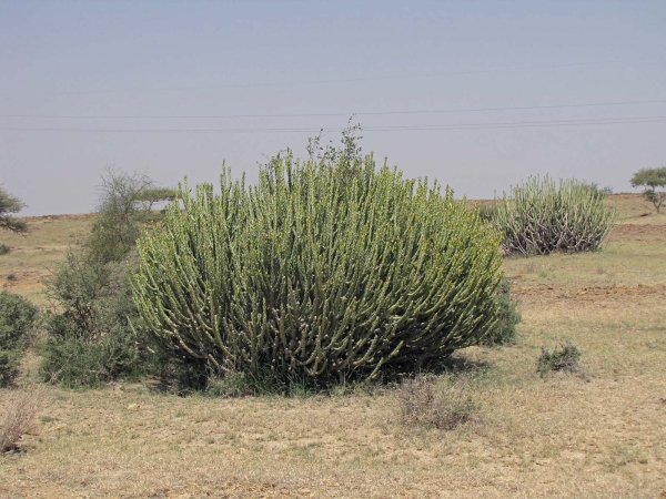 Euphorbia caducifolia
Leafless Milk Hedge (Eng) थोर Thor (Hin)
Trefwoorden: Plant;Euphorbiaceae