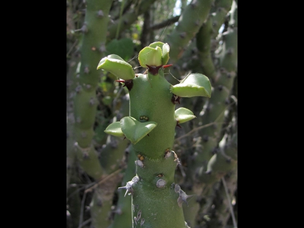 Euphorbia caducifolia
Leafless Milk Hedge (Eng) थोर Thor (Hin)
Trefwoorden: Plant;Euphorbiaceae