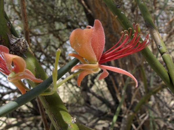 Capparis decidua
Bare Caper, Leafless Caper-bush (Eng) कैर kair, करीर Karir (Hin)
Trefwoorden: Plant;Boom;Capparaceae;Bloem;roze;rood