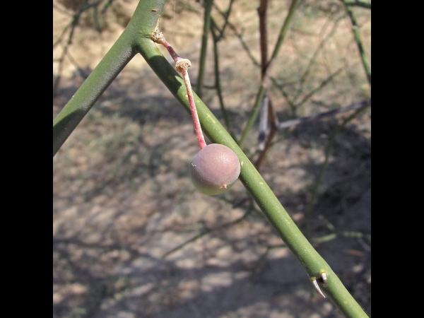 Capparis decidua
Bare Caper, Leafless Caper-bush (Eng) कैर kair, करीर Karir (Hin)
Trefwoorden: Plant;Boom;Capparaceae;vrucht