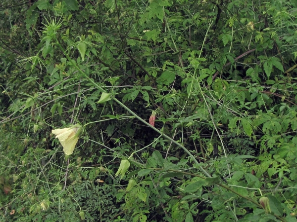 Hibiscus caesius
Five-Fingered Mallow (Eng)
Trefwoorden: Plant;Malvaceae;Bloem;geel