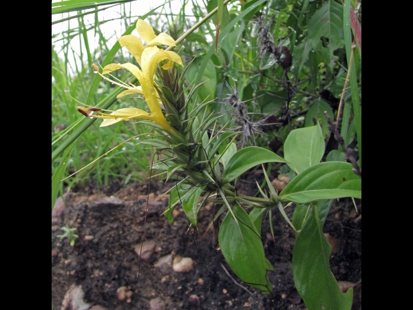 Barleria prionitis
Dog Bush, Porcupine Flower (Eng) झिण्टी Jhinti (Hin)
Trefwoorden: Plant;Acanthaceae;Bloem;geel