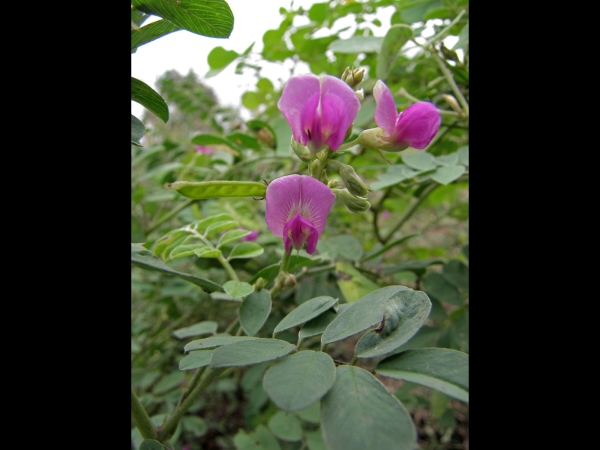 Tephrosia purpurea 
Common Tephrosia, Wild Indigo (Eng) Sarphonk सरफोंक (Hin) काँडे साखिनु Kaande Saakhinu (Nep)
Trefwoorden: Plant;Fabaceae;Bloem;roze