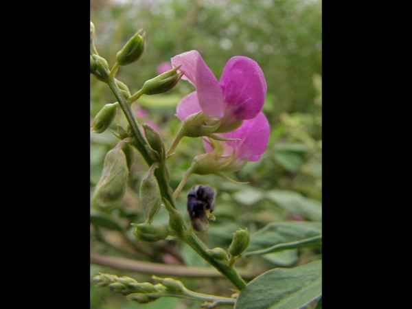 Tephrosia purpurea 
Common Tephrosia, Wild Indigo (Eng) Sarphonk सरफोंक (Hin) काँडे साखिनु Kaande Saakhinu (Nep)
Trefwoorden: Plant;Fabaceae;Bloem;roze