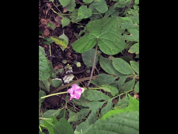 Ipomoea purpurea
Common Morning Glory, Purple Morning Glory (Eng) Blauwe Winde (Ned)
Trefwoorden: Plant;Convolvulaceae;blad