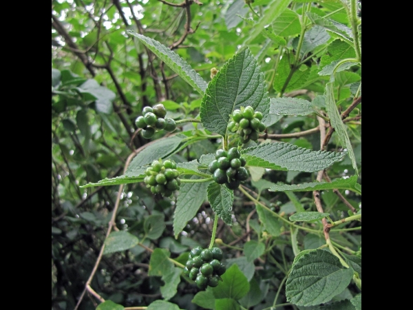 Lantana camara
Common Lantana, Lantana (Eng) Wisselbloem (Ned) राईमुनिया रई Raimuniya (Hin) मसिनो काँडा Masino Kaandaa (Nep) – fruit
Trefwoorden: Plant;Verbenaceae;vrucht