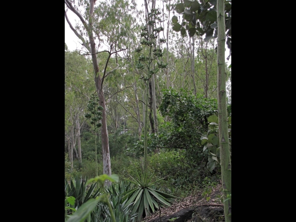 Agave angustifolia
Caribbean Century Plant, Caribbean agave (Eng)
Trefwoorden: Plant;Asparagaceae