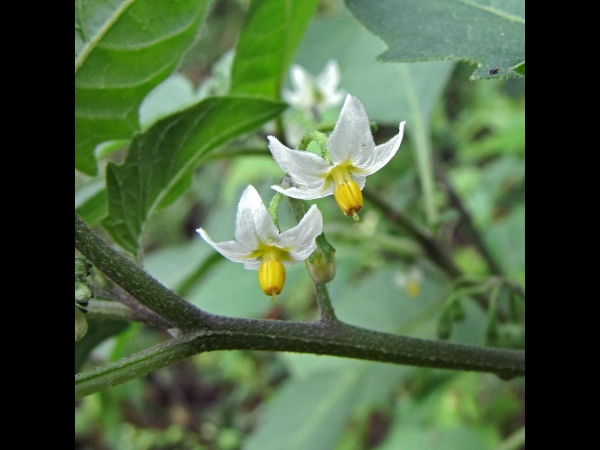 Solanum nigrum
Black Nightshade (Eng) मोकोय Mokoi (Hin) कालो बिही Kaalo Bihee (Nep) Zwarte Nachtschade (Ned)
Trefwoorden: Plant;Solanaceae;Bloem;wit