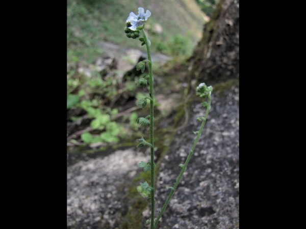 Cynoglossum zeylanicum
Ceylon Forget-me-not (Eng) Andhahuli (Hin)
Trefwoorden: Plant;Boraginaceae;Bloem;blauw