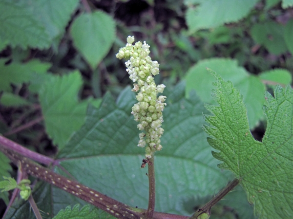 Girardinia diversifolia
Indian Stinging Nettle, Bichchhoo (Eng) बिछुआ Bichua (Hin) अल्लो सिस्नु Allo Sisnoo (Nep) – male
Trefwoorden: Plant;Urticaceae;Bloem;groen