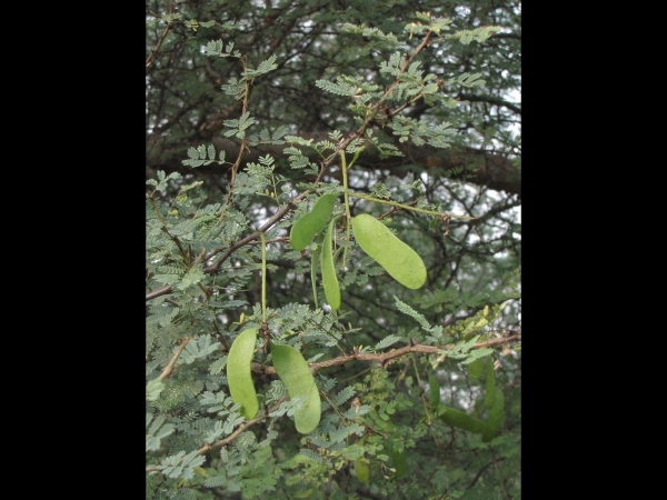 Acacia senegal
Gum Arabic Tree (Eng) Kumttha (Hin)
Trefwoorden: Plant;Boom;Fabaceae;Bloem;vrucht