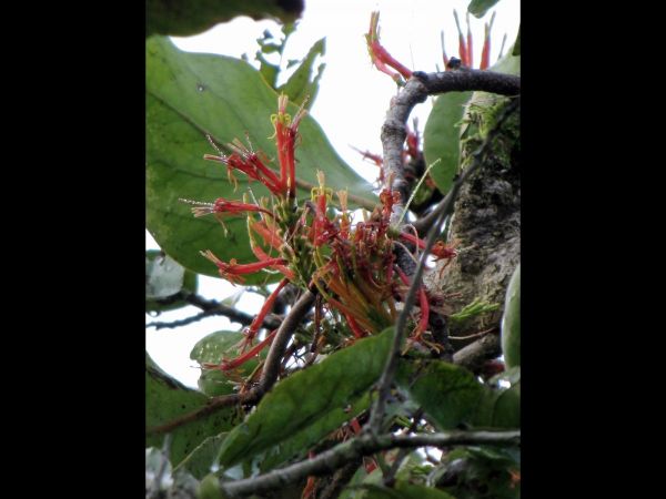 Dendrophthoe; D. curvata
Rainforest Mistletoe (Eng)
Trefwoorden: Plant;Loranthaceae;Bloem;rood