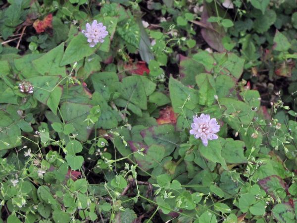 Persicaria nepalensis
Nepal Knotweed (Eng) Machan-pilu, Kangany (Hin)
Trefwoorden: Plant;Polygonaceae;Bloem;roze