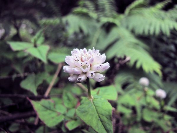 Persicaria nepalensis
Nepal Knotweed (Eng) Machan-pilu, Kangany (Hin)
Trefwoorden: Plant;Polygonaceae;Bloem;roze