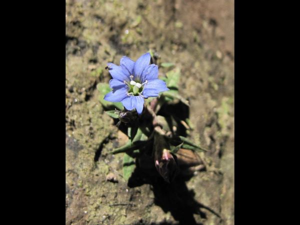 Gentiana; G. marginata
Clustered Summer Gentian (Eng) 
Trefwoorden: Plant;Gentianaceae;Bloem;blauw