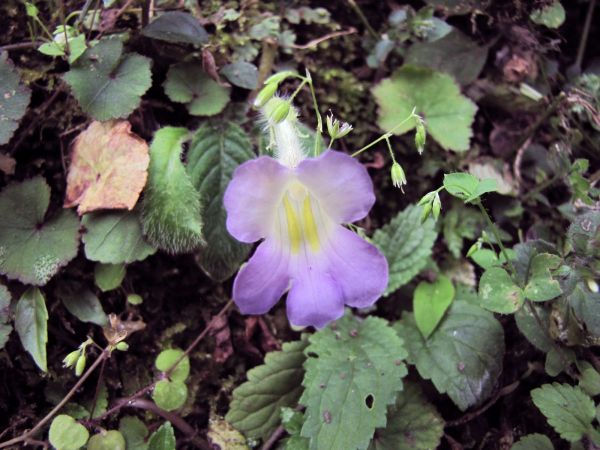 Henckelia pumila
Dwarf Chirita (Eng) 
Trefwoorden: Plant;Gesneriaceae;Bloem;violet;wit