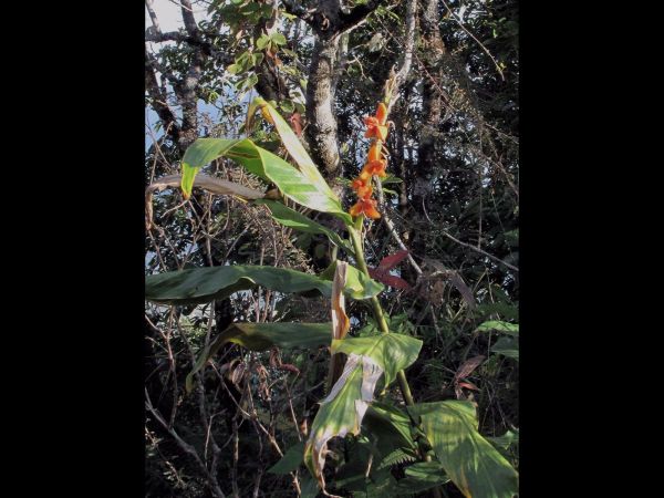 Hedychium coccineum
Orange Ginger Lily (Eng)
Trefwoorden: Plant;Zingiberaceae;vrucht