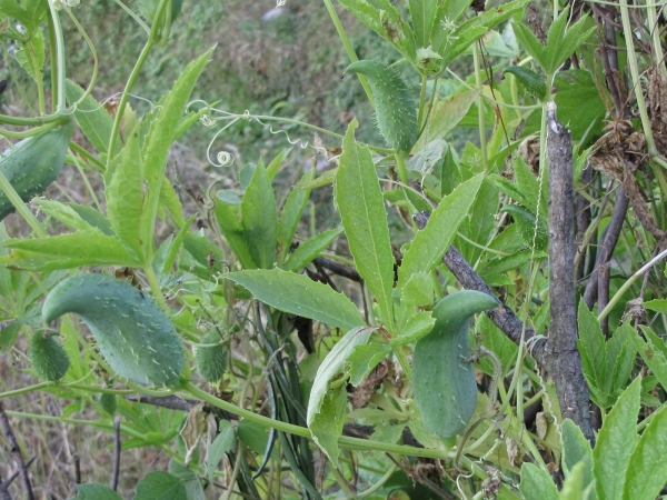 Cyclanthera pedata
Wild Cucumber (Eng) Meetha Karela (Hin) 
Trefwoorden: Plant;Cucurbitaceae;vrucht;cultuurgewas