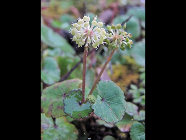 Hydrocotyle; H. himalaica
Himalayan Pennywort (Eng)  सेतो ताप्रे Seto Taapre (Nep)
Trefwoorden: Plant;Apiaceae;Bloem;groen;wit