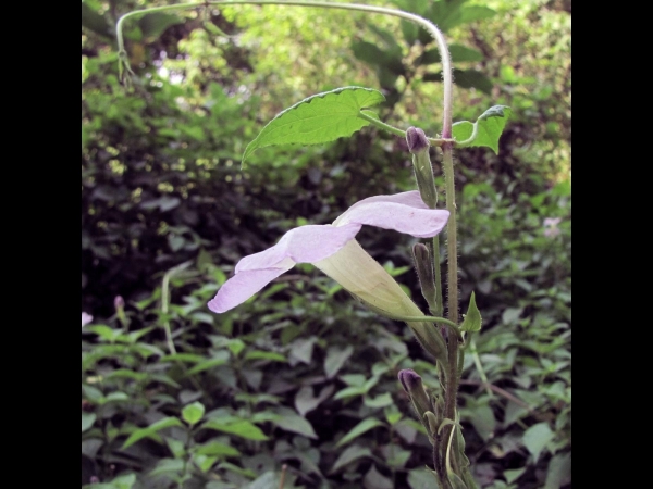 Asystasia gangetica
Ganges Primrose (Eng)
Trefwoorden: Plant;Acanthaceae;Bloem;wit;roze