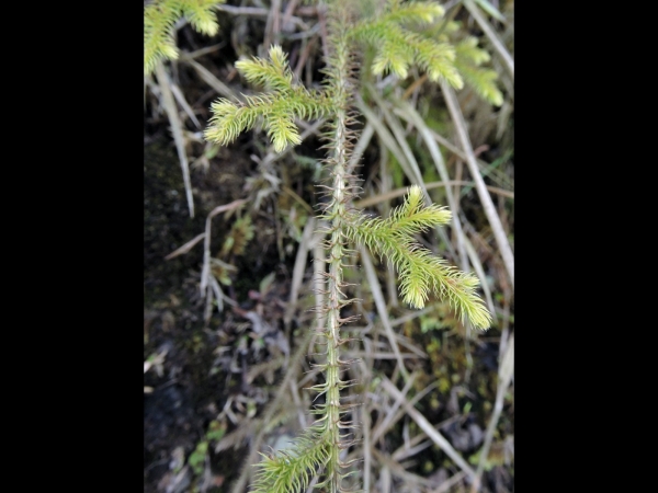 Lycopodium; L. japonicum
Club Moss (Eng)  नागबेली Naagabelee (Nep)
Trefwoorden: Plant;Lycopodiaceae