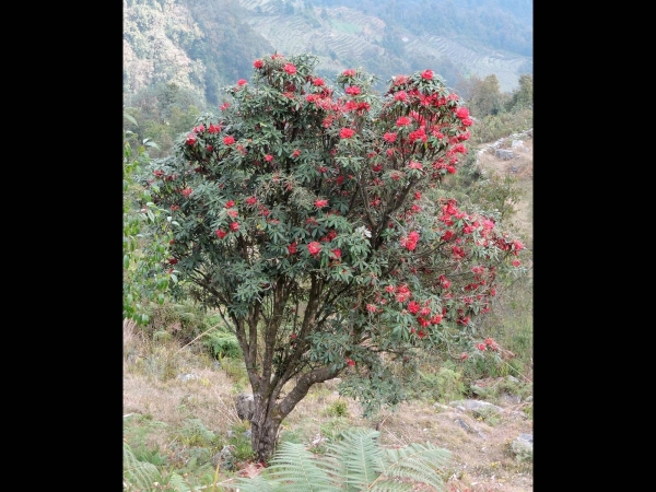 Rhododendron arboreum
Tree Rhododendron (Eng) बुरांस Burans (Hin) लाली गुराँस Lali gurans (Nep)
Trefwoorden: Plant;Boom;Ericaceae;Bloem;rood