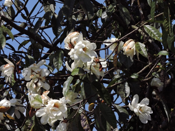 Magnolia doltsopa
Temple Magnolia, Manipur Magnolia (Eng) रानी चाँप Raanee (Nep)
Trefwoorden: Plant;Boom;Magnoliaceae;Bloem;wit