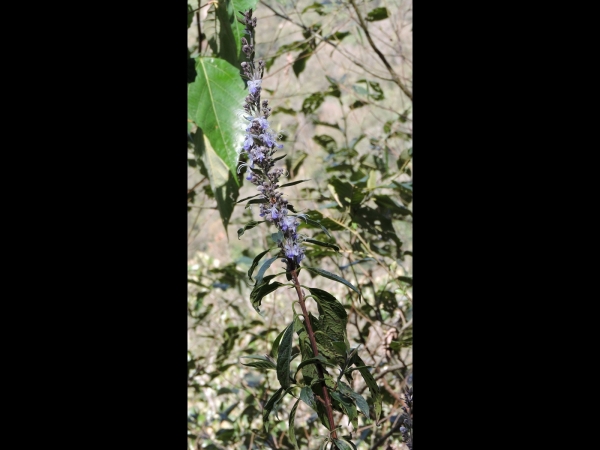 Rotheca serrata
Blue Fountain Bush (Eng) भरंगी Bharangi (Hin) अनढिकि andikhi (Nep)
Trefwoorden: Plant;Lamiaceae;Bloem;wit;blauw