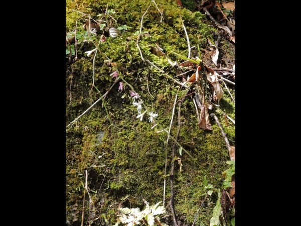 Ainsliaea aptera
Wingless Ainsilaea (Eng) तितो बुटी Tito Butee (Nep)
Trefwoorden: Plant;Asteraceae;Bloem;wit;roze
