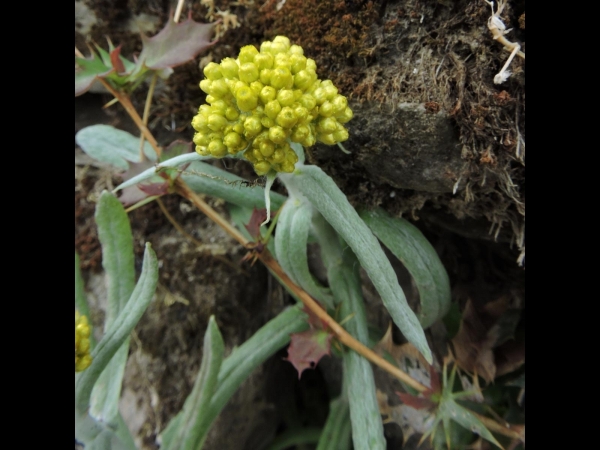 Gnaphalium affine
Cotton Weed (Eng) 
Trefwoorden: Plant;Asteraceae;Bloem;geel