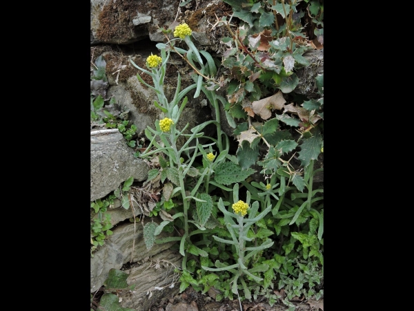 Gnaphalium affine
Cotton Weed (Eng) 
Trefwoorden: Plant;Asteraceae;Bloem;geel