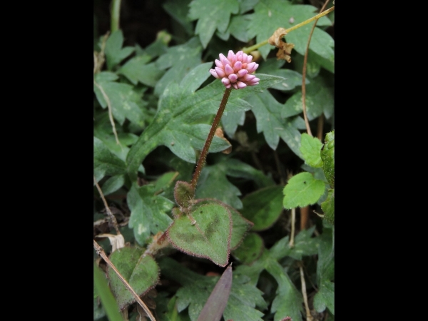 Persicaria capitata
Pink Knotweed (Eng)  रत्नाउले झार Ratnyaule jhar (Nep)
Trefwoorden: Plant;Polygonaceae;Bloem;roze