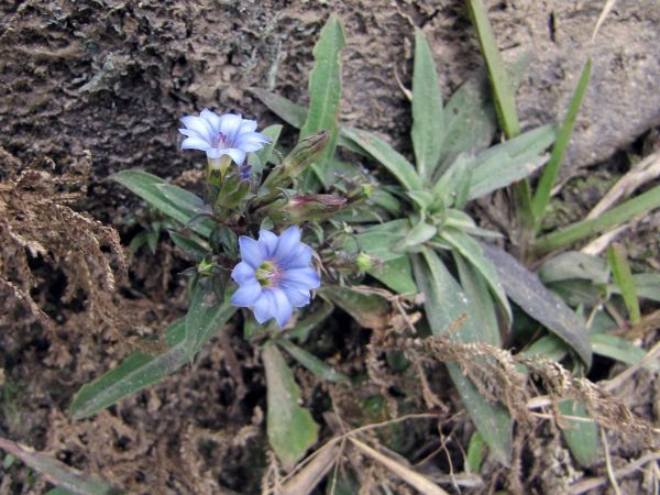 Gentiana; G. squarrosa
Overlapping-Leaves Gentian (Eng)
Trefwoorden: Plant;Gentianaceae;Bloem;blauw