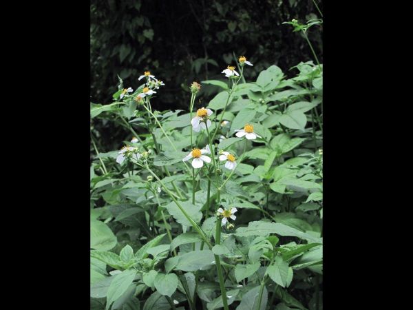 Bidens pilosa
Spanish Needle (Eng) Puen Nok Sai (Thai)
Keywords: Plant;Asteraceae;Bloem;wit