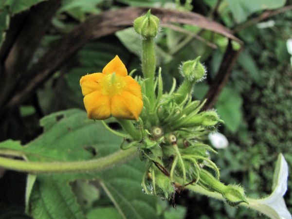Mussaenda roxburghii
Himalayan Mussaenda (Eng)
Trefwoorden: Plant;struik;Rubiaceae;Bloem;geel;oranje