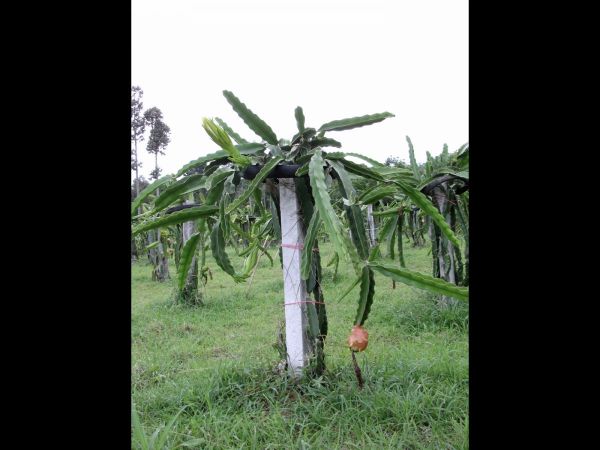 Hylocereus undatus
Pitaya, Dragon Fruit (Eng) Kaeo Mangkon (Thai) - Plantation
Trefwoorden: Plant;Cactaceae;cultuurgewas