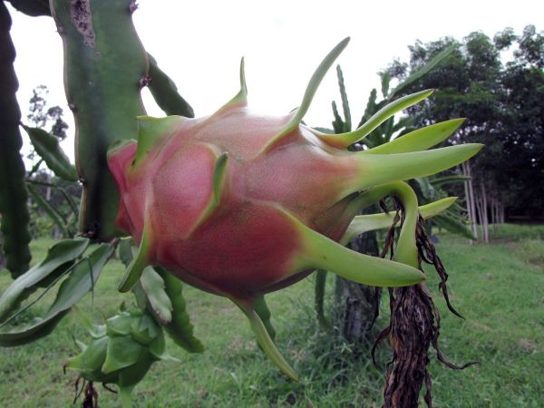Hylocereus undatus
Pitaya, Dragon Fruit (Eng) Kaeo Mangkon (Thai) - Fruit
Trefwoorden: Plant;Cactaceae;cultuurgewas;vrucht