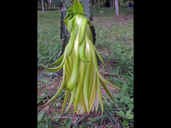 Hylocereus undatus
Pitaya, Dragon Fruit (Eng) Kaeo Mangkon (Thai)
Trefwoorden: Plant;Cactaceae;Bloem;groen;wit;cultuurgewas