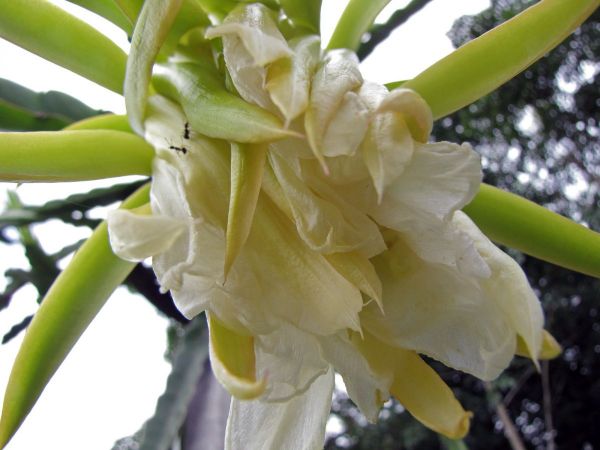 Hylocereus undatus
Pitaya, Dragon Fruit (Eng) Kaeo Mangkon (Thai)
Trefwoorden: Plant;Cactaceae;Bloem;groen;wit;cultuurgewas