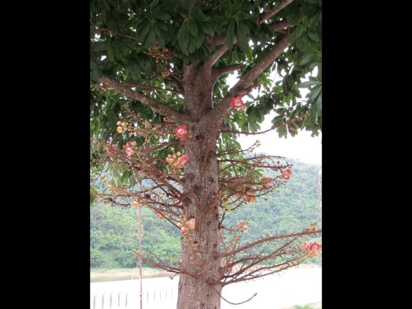 Couroupita guianensis
Sala Tree, Cannonball Tree (Eng) Sala Lankaa (Thai) Nagalinga (Hin) - showing cauliflory (flowers growing from the trunk)
Trefwoorden: Plant;Boom;Lecythidaceae;Bloem;roze