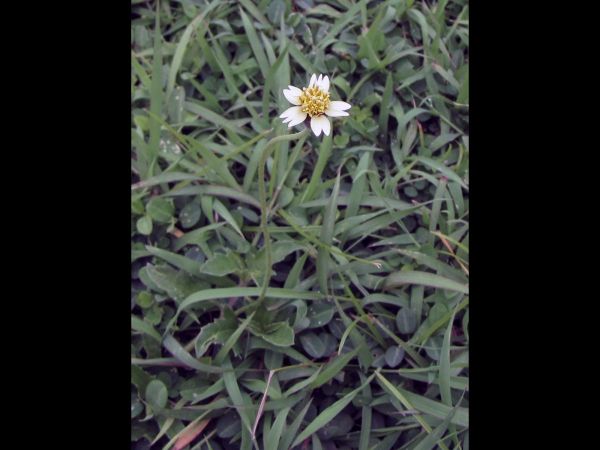 Tridax procumbens
Coatbutton (Eng) Tin Tukkae (Thai)
Trefwoorden: Plant;Asteraceae;Bloem;wit