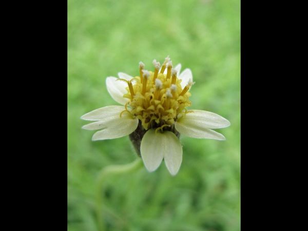Tridax procumbens
Coatbutton (Eng) Tin Tukkae (Thai)
Trefwoorden: Plant;Asteraceae;Bloem;wit